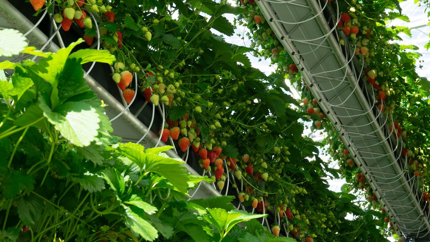Rows of Dyson strawberries